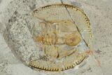 Fossil Trilobite (Declivolithus) With Pos/Neg - Morocco #128781-3